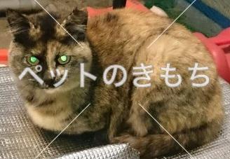 迷子猫の画像