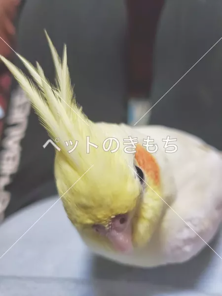 迷子鳥の画像