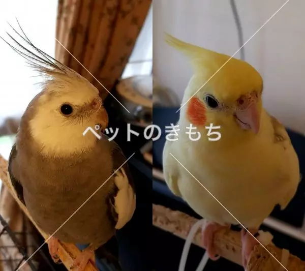 迷子鳥の画像