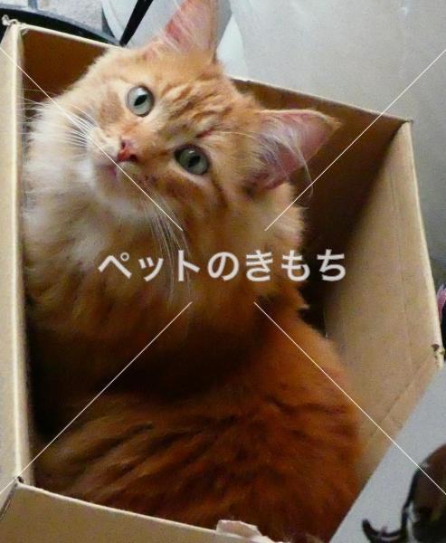 保護猫の写真