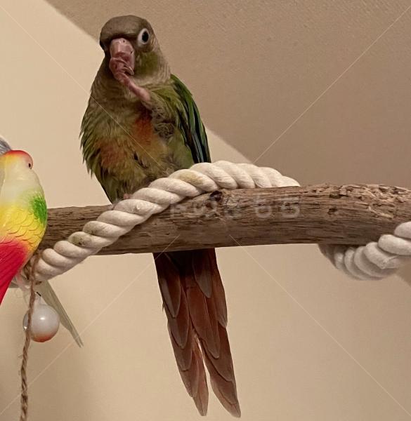 迷子鳥の画像