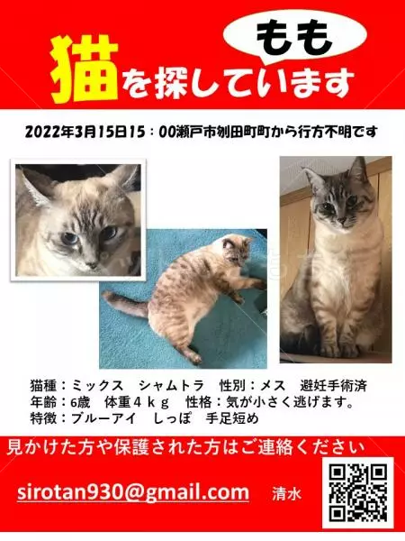 迷子猫の画像