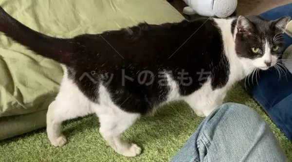迷子猫の画像