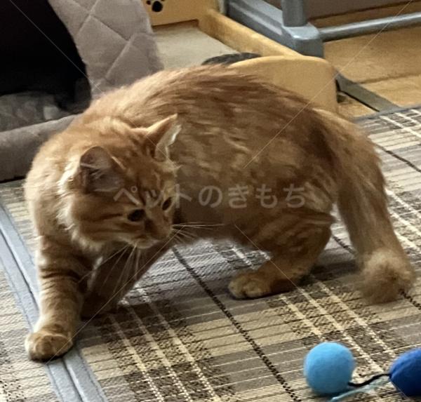 迷子猫の画像