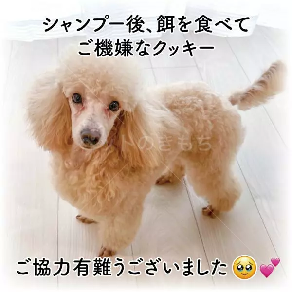 コメントの画像