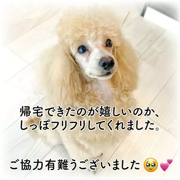 コメントの画像