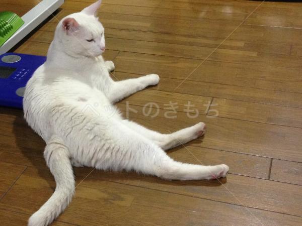 迷子猫の画像