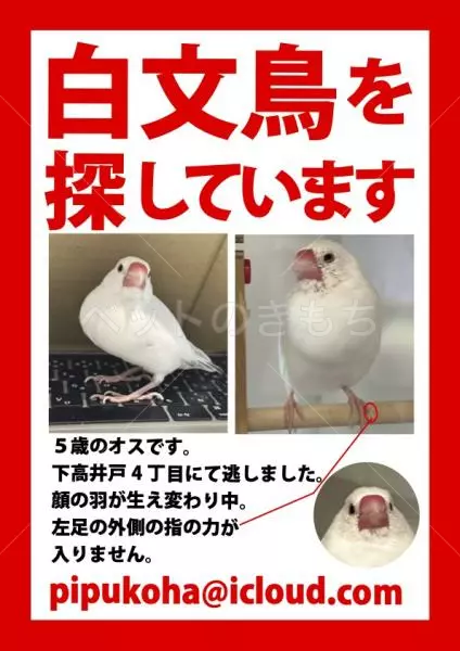 迷子鳥の画像