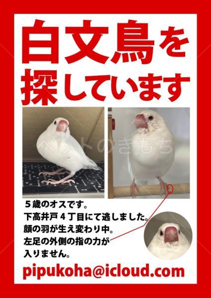 迷子鳥の画像
