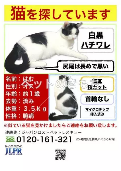迷子猫の画像