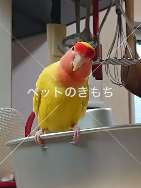 迷子鳥の画像