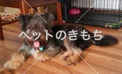 コメント投稿の画像