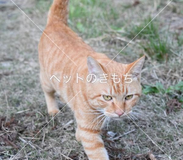 保護猫の写真