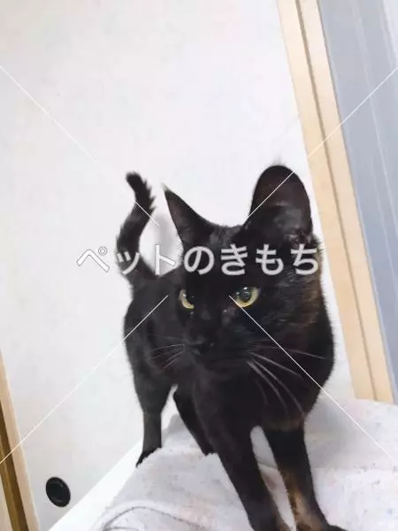 保護猫の画像