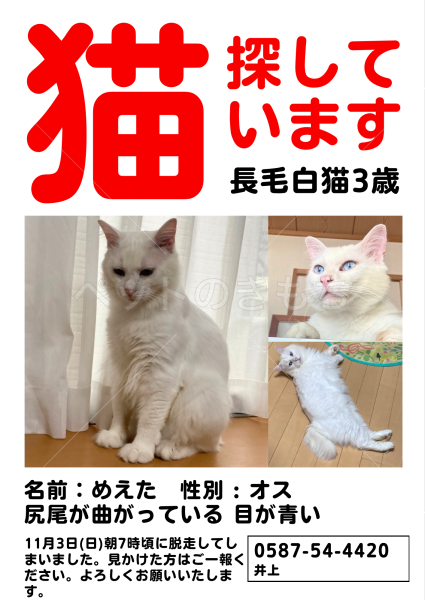 迷子猫の画像