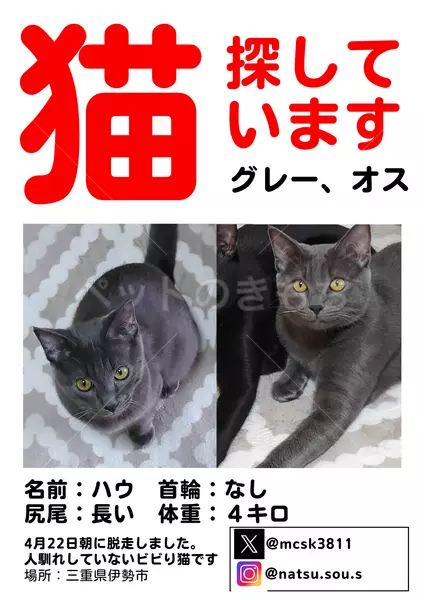 迷子猫の画像