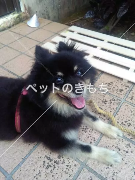保護犬の画像