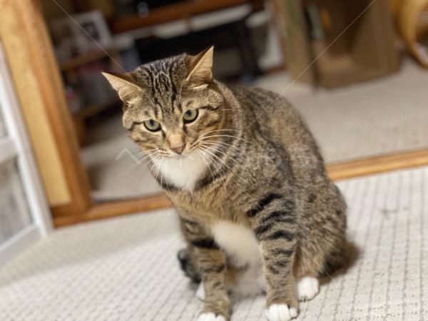 迷子猫の画像