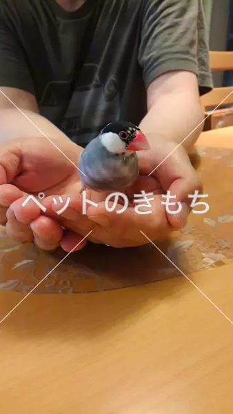保護鳥の画像