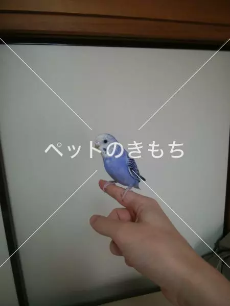 迷子鳥の画像