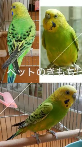 保護鳥の画像