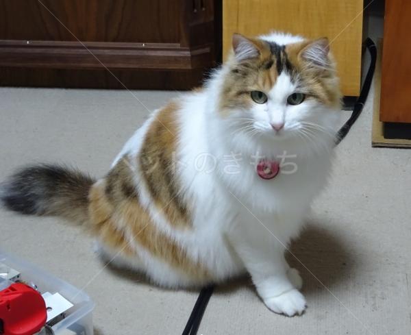 迷子猫の画像