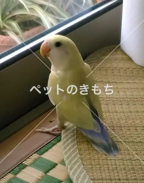 保護鳥の画像
