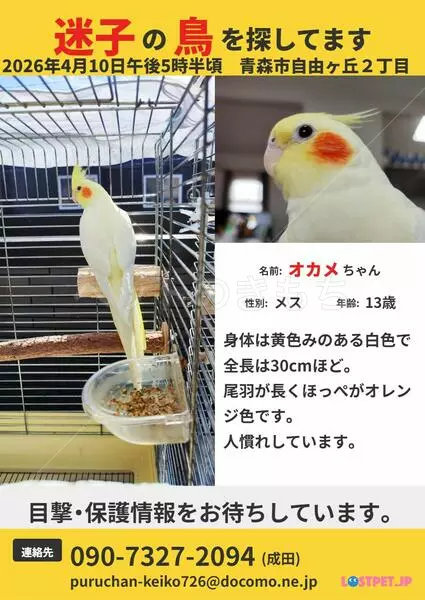 迷子鳥の画像