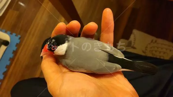 保護鳥の画像