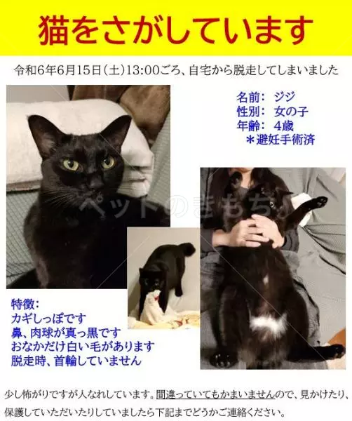 迷子猫の画像