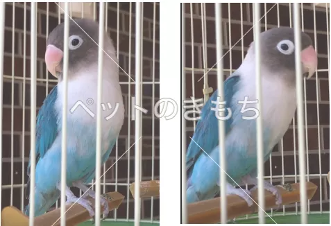 迷子鳥の画像