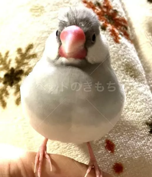 迷子鳥の画像