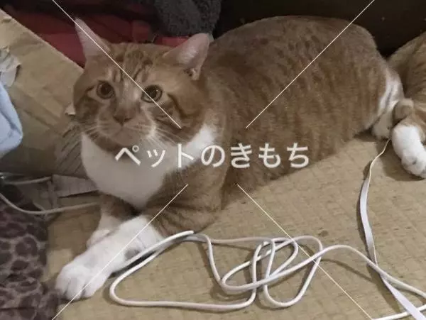 迷子猫の画像