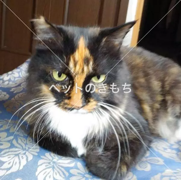 迷子猫の画像