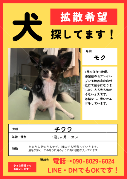 迷子犬の画像