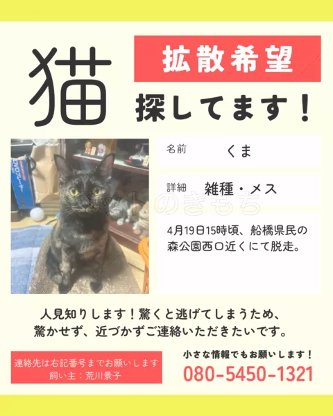 迷子猫の画像