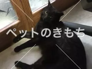 迷子猫の画像
