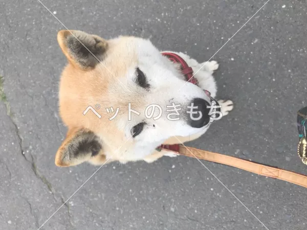 迷子犬の画像