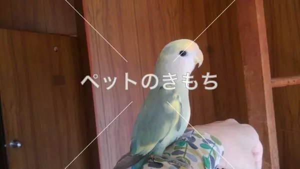 迷子鳥の画像
