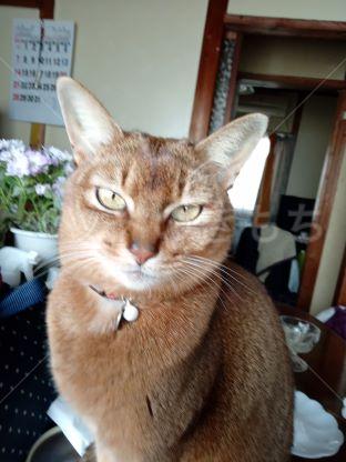 迷子猫の画像