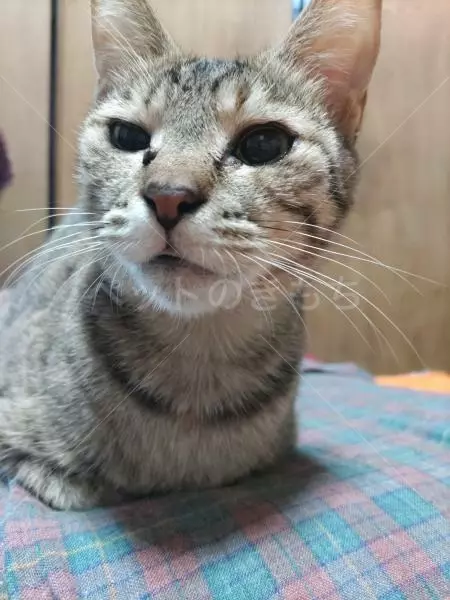 迷子猫の画像