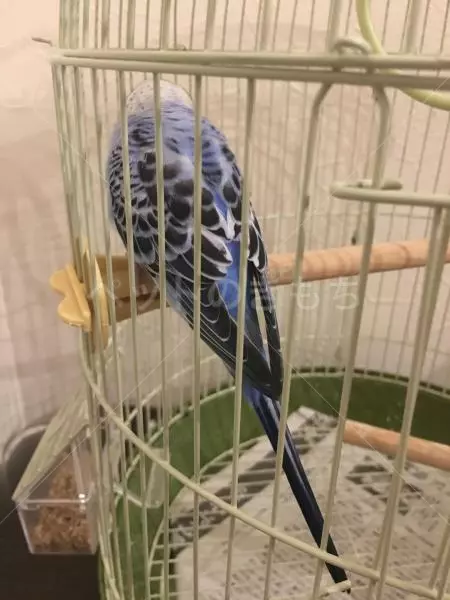 コメント投稿の画像