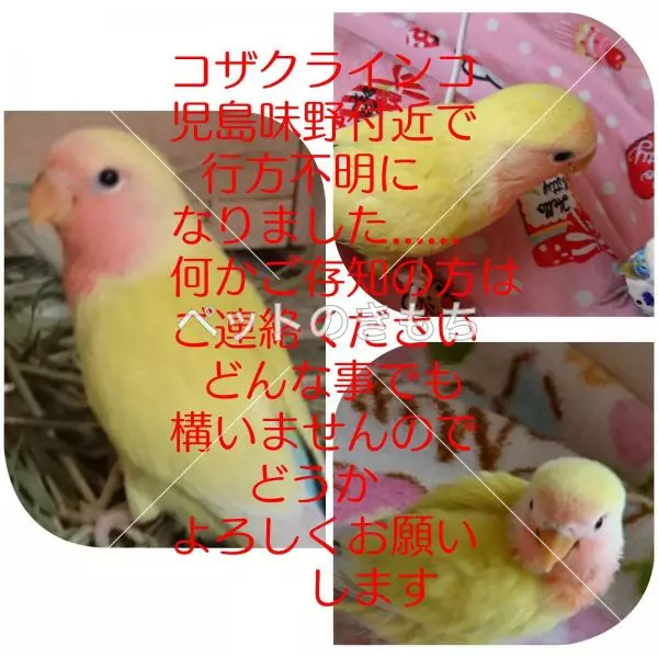 迷子鳥の画像