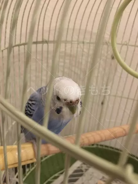 コメント投稿の画像