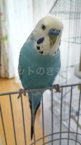 迷子鳥の画像