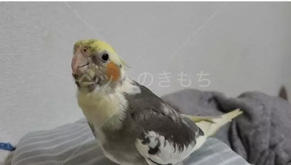 迷子鳥の画像