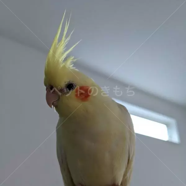 迷子鳥の画像