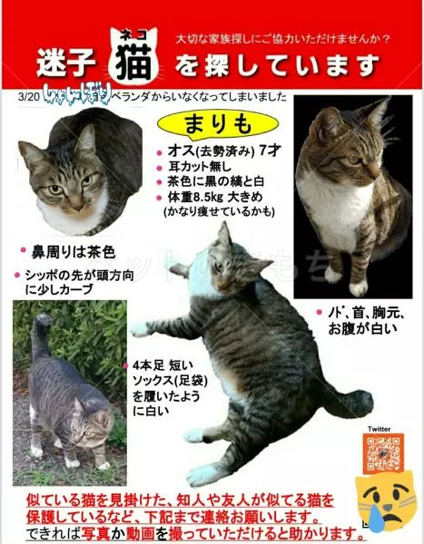 迷子猫の画像