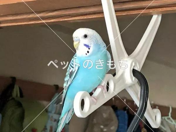 コメント投稿の画像