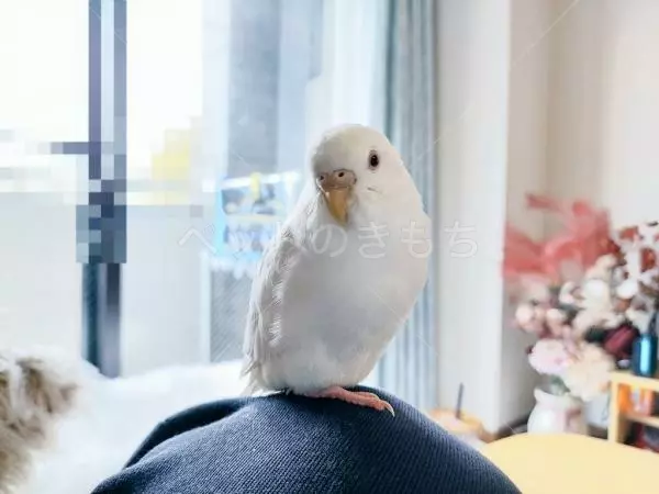 迷子鳥の画像